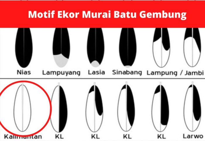 Pola ekor murai gembung