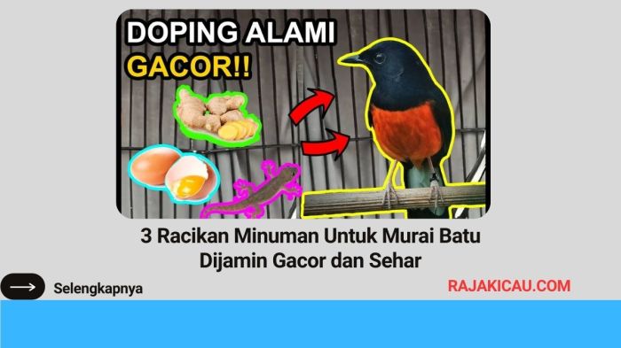 Racikan minuman untuk murai batu