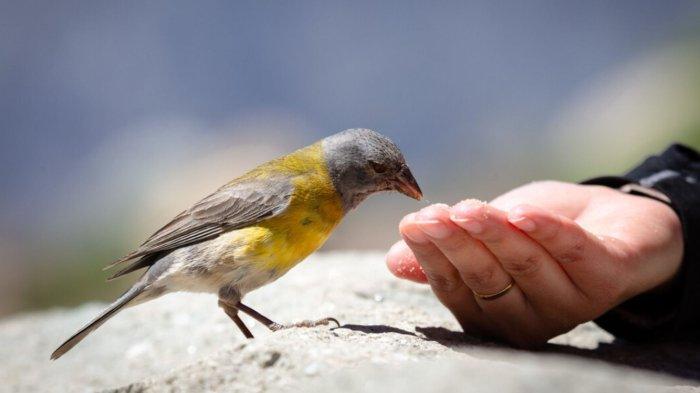 Arti mimpi menangkap burung perkutut dengan tangan