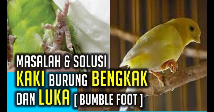 Kaki kenari bengkak