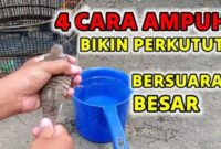 Cara membuat suara perkutut besar