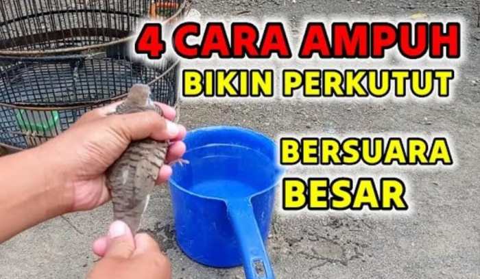 Cara membuat suara perkutut besar