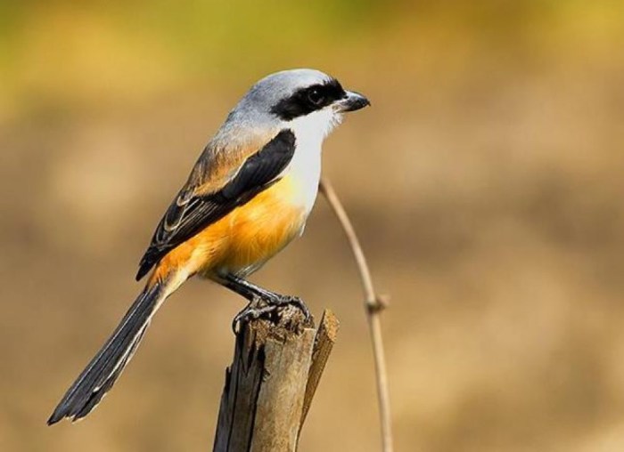 Tips pemberian makanan burung cendet anakan