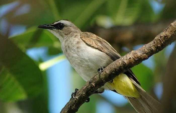 Cara agar suara burung trucukan keras