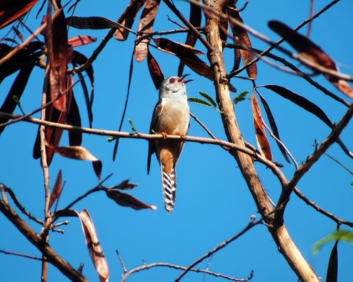 Cara agar suara burung trucukan keras