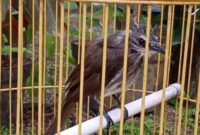 Cara agar suara burung trucukan keras