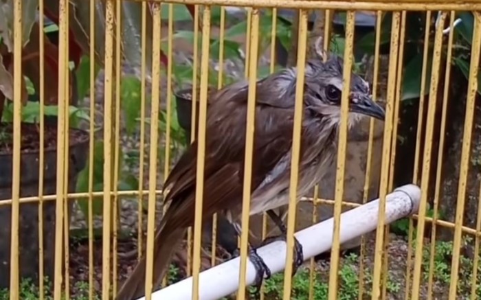 Cara agar suara burung trucukan keras