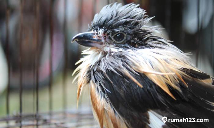 Daftar cara merawat burung cendet