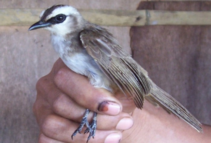 Cara agar suara burung trucukan keras