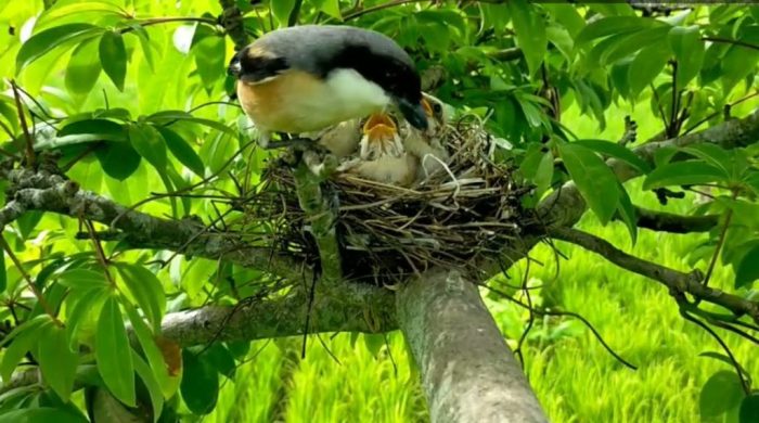 Tips pemberian makanan burung cendet anakan