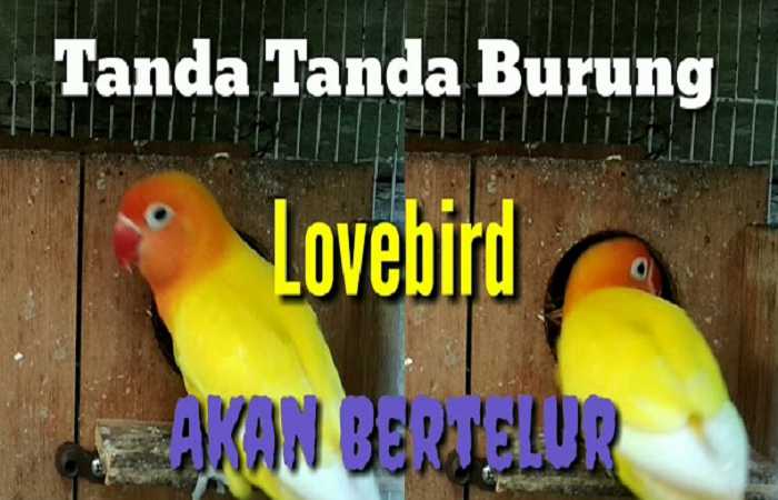 Tips mempercepat lovebird bertelur