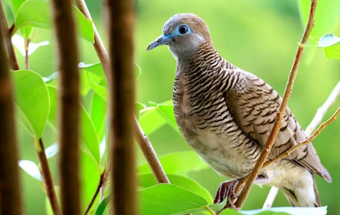 Cara merawat burung perkutut agar rajin bunyi