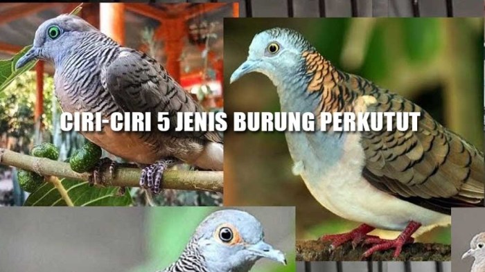 Ciri perkutut majapahit