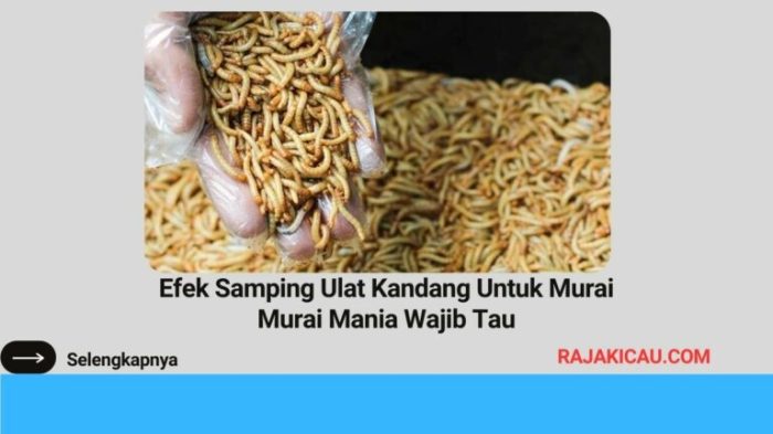 Efek samping ulat kandang untuk murai