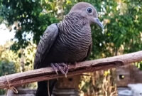 Burung perawatan perkutut