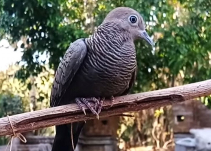 Burung perawatan perkutut