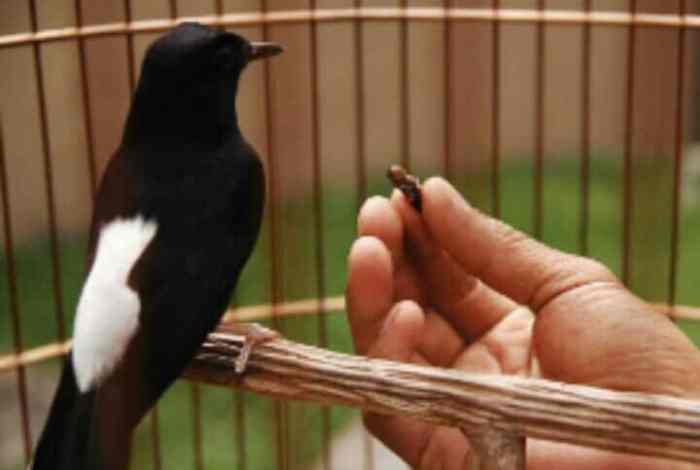 Mengenal manfaat jangkrik untuk burung murai