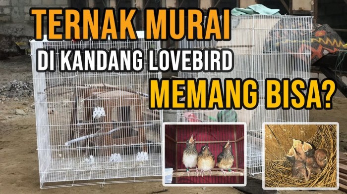 Kandang ternak murai dalam rumah