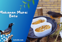 Racikan minuman untuk murai batu