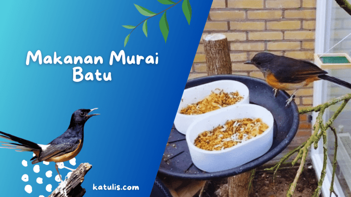 Racikan minuman untuk murai batu