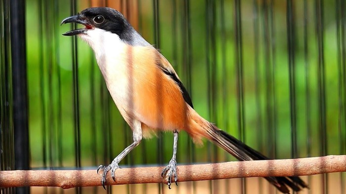 Tips pemberian makanan burung cendet anakan