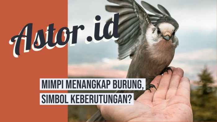 Arti mimpi menangkap burung perkutut dengan tangan