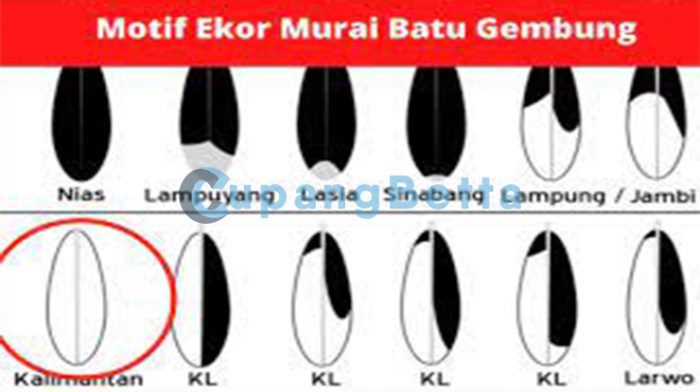 Pola ekor murai gembung