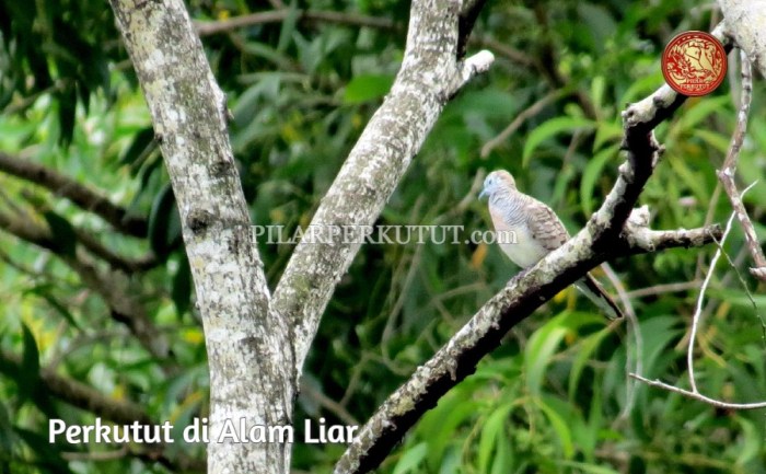 Ciri perkutut lurah asli