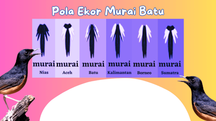 Pola ekor murai batu bahorok