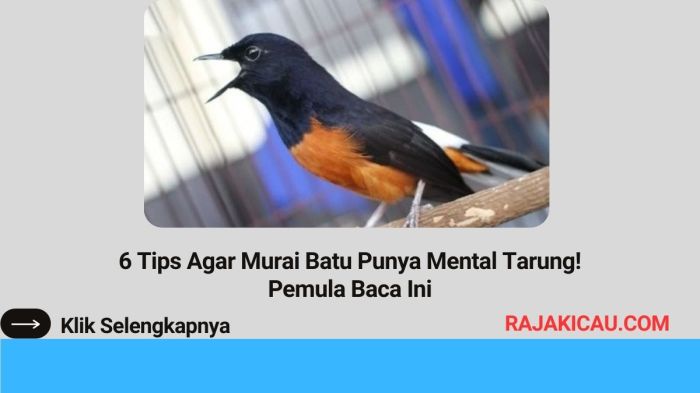 Tips agar murai batu punya mental tarung