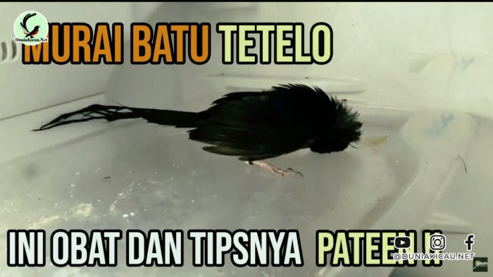 Penyebab murai batu sering mengangkat kaki