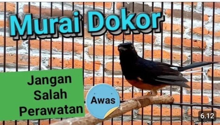 Merawat murai batu agar ekor cepat panjang