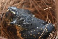 Murai batu betina jantan merawat burung perbedaan