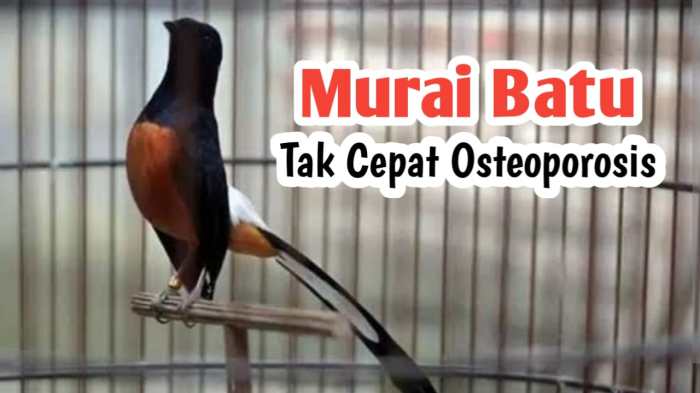 Penyebab murai batu sering mengangkat kaki