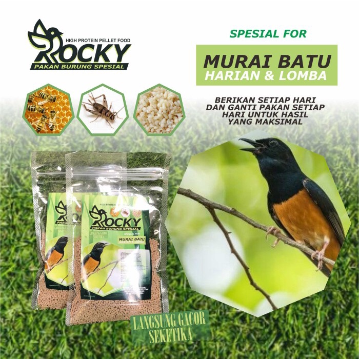 Daftar makanan murai batu anakan