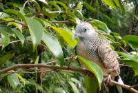 5 manfaat memandikan burung perkutut malam hari