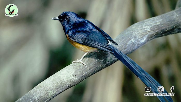 Mengenal daftar penyebab burung murai batu serak