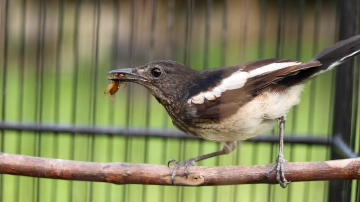 Pilihan makanan untuk burung kacer