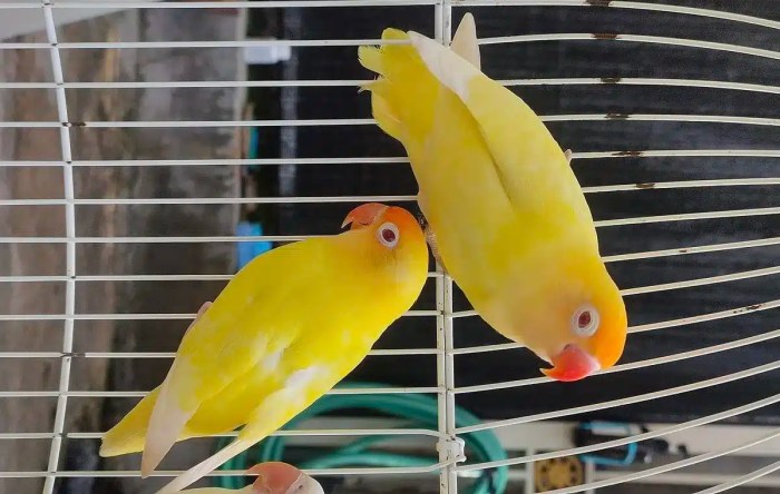 Ciri ciri lovebird sakit