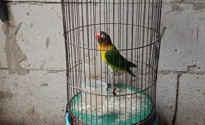 Gejala burung lovebird stress