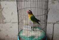 Ciri ciri lovebird sakit