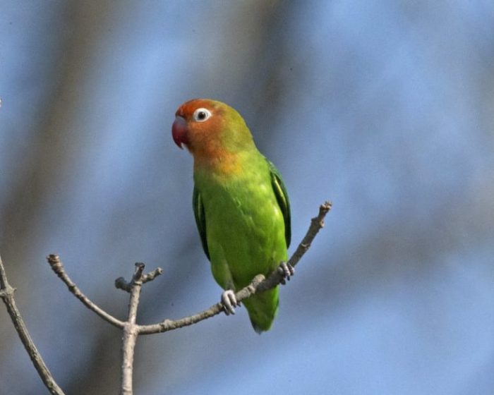 Gejala burung lovebird stress