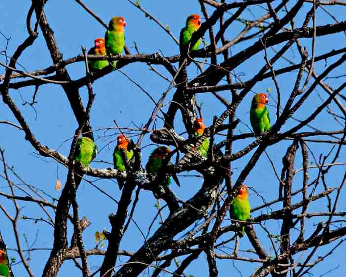 Gejala burung lovebird stress