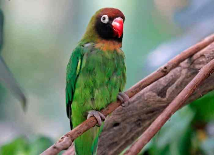 Tanaman hijau untuk lovebird