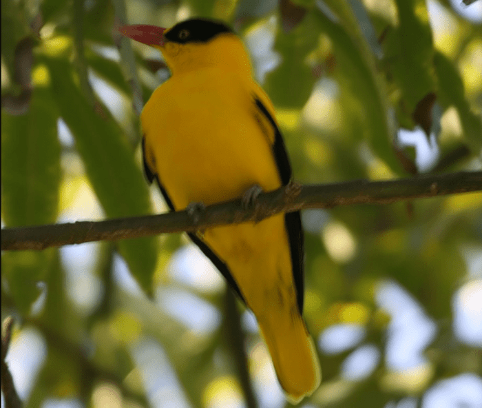 Makanan burung kepodang