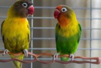 Tips perawatan lovebird anakan secara umum