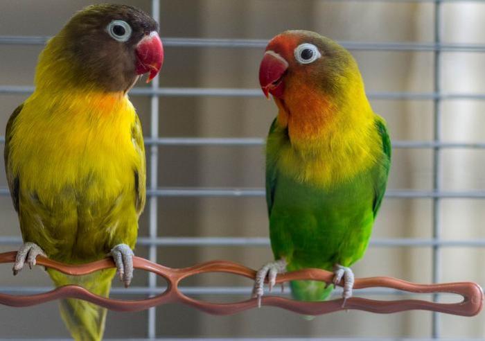 Tips perawatan lovebird anakan secara umum