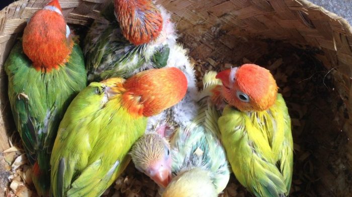 Tips perawatan lovebird anakan secara umum