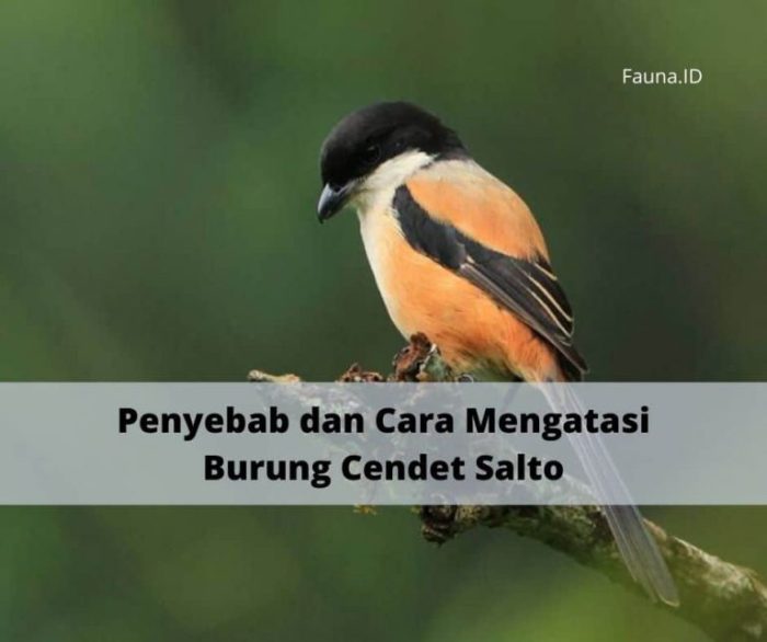 Cara jitu mengatasi burung cendet manja