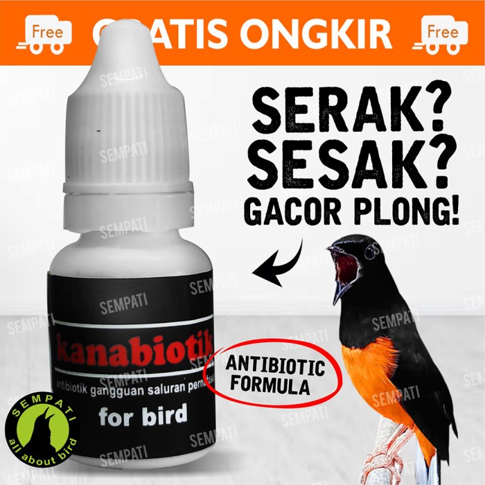 Mengatasi burung kacer batuk